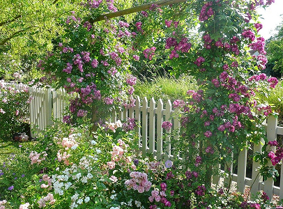 jardin de roses